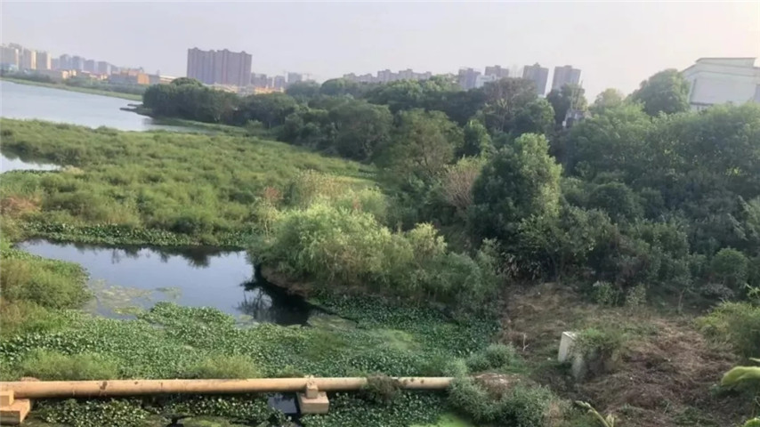 工匠星空体育在线官网首页_星空体育（中国）召开黄家湖上湖湖体综合整治工程现场调度会